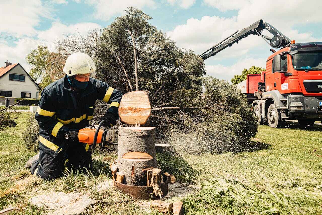 Palm Tree Trimming in Gun Barrel City, TX